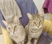 Nala (7)6